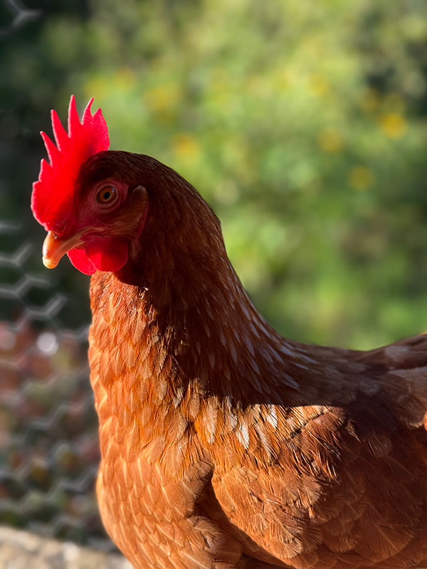 huevos-gallinas-libres-de-jaula